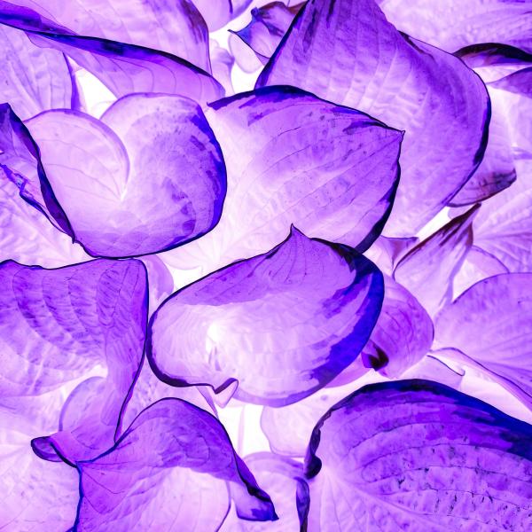 Decorative Image